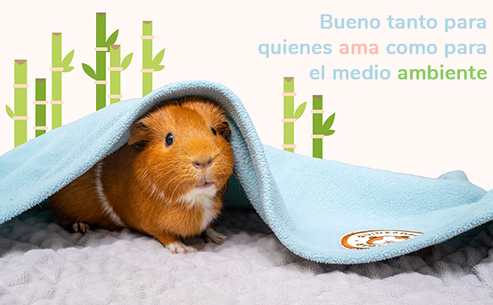 10 consejos expertos para el cuidado de cobayas haz que tu mascota sea feliz y saludable