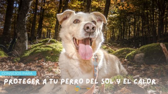10 consejos para cuidar a tus animales en casa de forma responsable 2 10 consejos para cuidar a tus animales en casa de forma responsable17