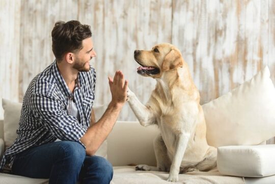 10 consejos para cuidar a tus animales en casa de forma responsable 3 Consejos clave para brindar una vida plena y feliz a tu leal compañero canino