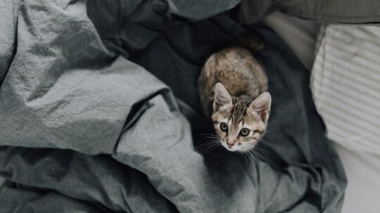 10 consejos para eliminar el olor a pis de gato en tu casa 3 Identifica y soluciona el problema del olor a orina en tu gato macho