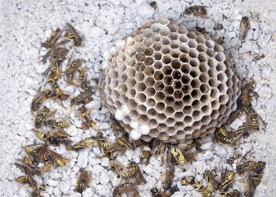Consejos prácticos para remover un panal de abejas de forma segura en tu hogar