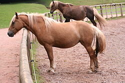 10 datos sorprendentes sobre el caballo alazán tostado que debes conocer 1 10 datos sorprendentes sobre el caballo alazan tostado que debes conocer36