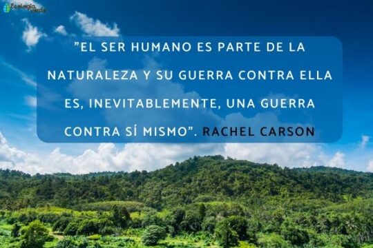 10 frases de reflexion inspiradoras sobre los arboles que te conectaran con la naturaleza27