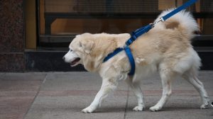 10 hermosos nombres de perros inspirados en la cultura mapuche1