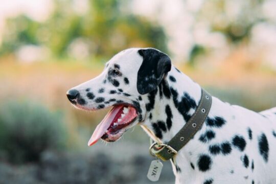 10 hermosos nombres japoneses para perros: una lista única para tu nuevo mejor amigo 1 10 hermosos nombres japoneses para perros una lista unica para tu nuevo mejor amigo35