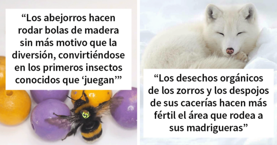 10 increíbles nombres para gatos naranjas machos que te encantarán 3 El encanto felino en tonos naranja: desvelando los secretos de los gatos de color fuego