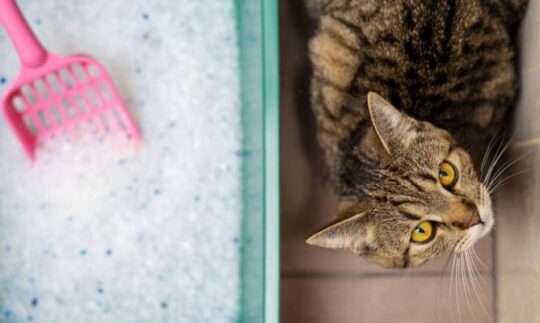10 increíbles nombres para gatos naranjas machos que te encantarán 2 10 increibles nombres para gatos naranjas machos que te encantaran61