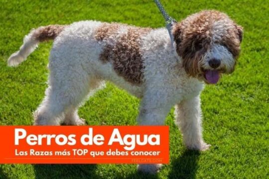 10 Nombres Geniales para Perros de Caza que te Encantarán 2 10 nombres geniales para perros de caza que te encantaran39