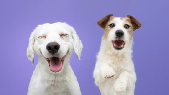10 Nombres Geniales para Perros de Caza que te Encantarán 3 Nombres originales y significativos para tu perro negro macho