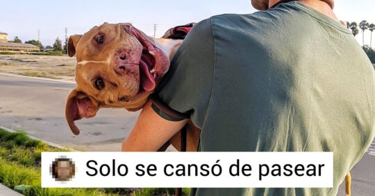 15 Emotivas Frases para Perros en Instagram que te Derretirán 3 Las lecciones que tu perro quiere enseñarte sobre amor incondicional y lealtad