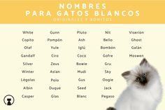 15 nombres únicos y encantadores para gatos siameses 2 15 nombres unicos y encantadores para gatos siameses32