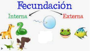 a que se llama fecundacion
