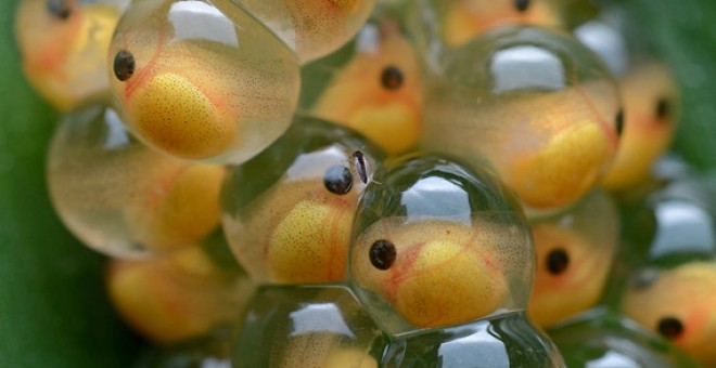 como se llaman los animales que ponen huevos