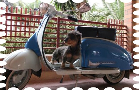 ¡Sí Se Puede! Llevar un Perro en Moto: Guía Paso a Paso 1 se puede llevar un perro en moto