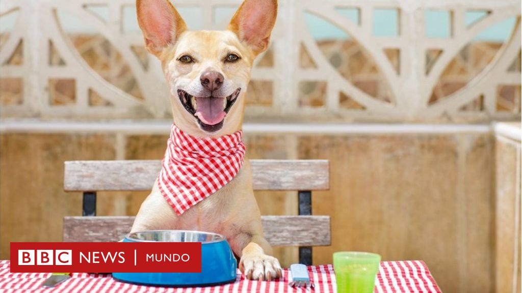 comida casera para gatos con problemas de higado