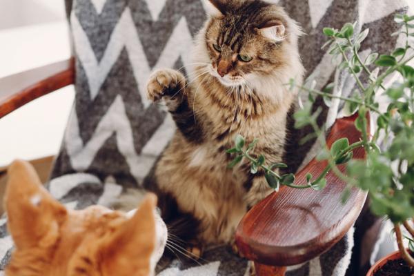 como demuestran los celos los gatos