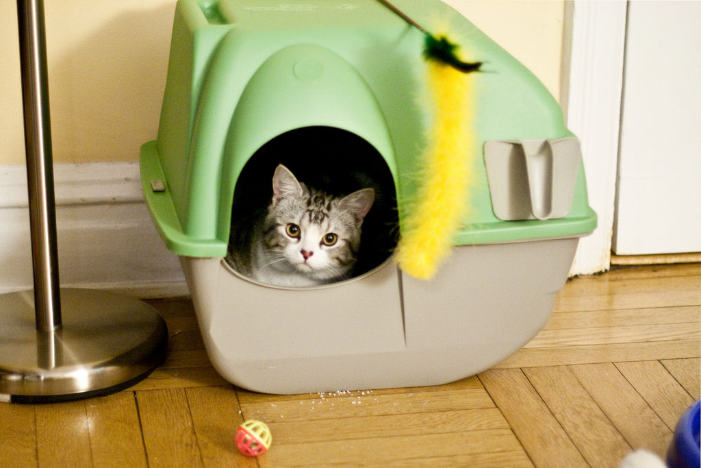 como hacer un arenero para gatos