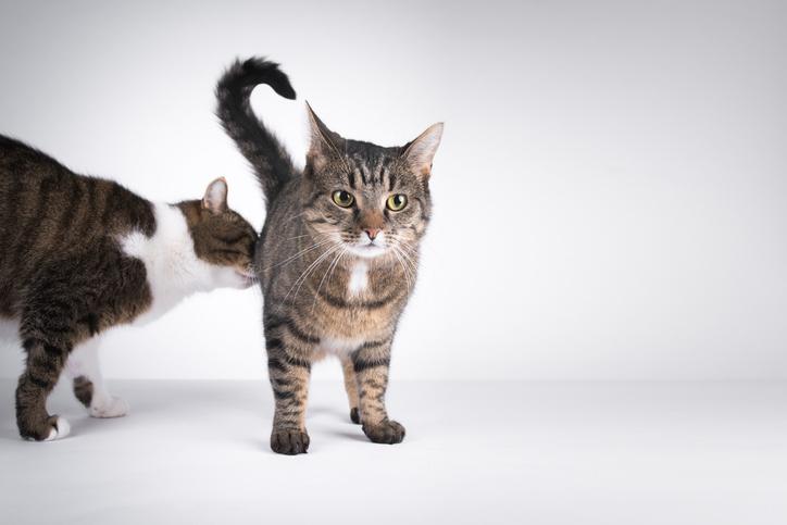 como se comunican los gatos entre ellos