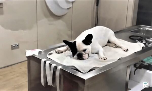 cuanto puede vivir un perro con espondilosis
