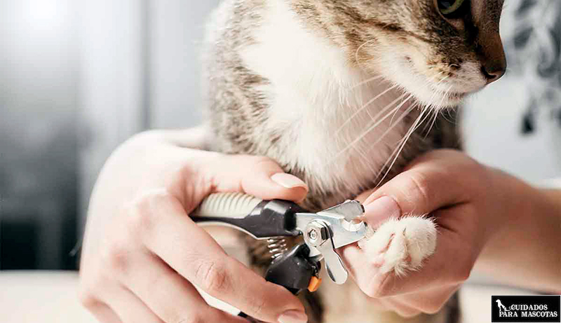 es bueno cortar las unas a los gatos