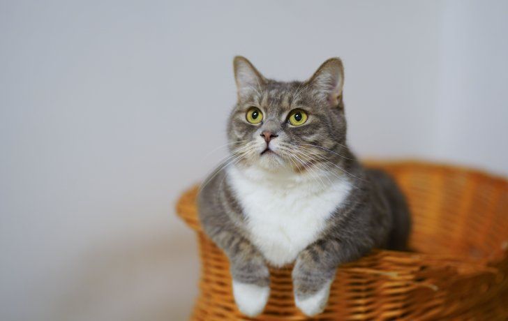 juguetes hechos en casa para gatos