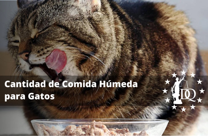 la mejor comida humeda para gatos