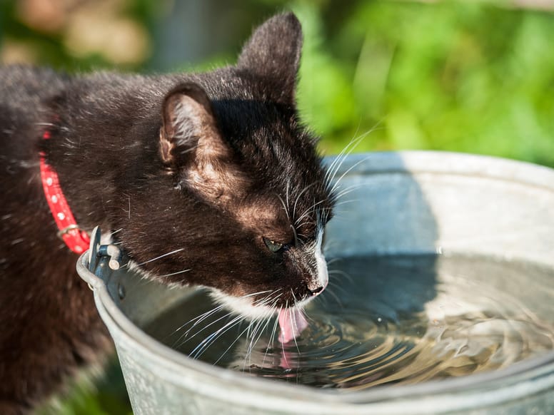 los gatos comen menos en verano