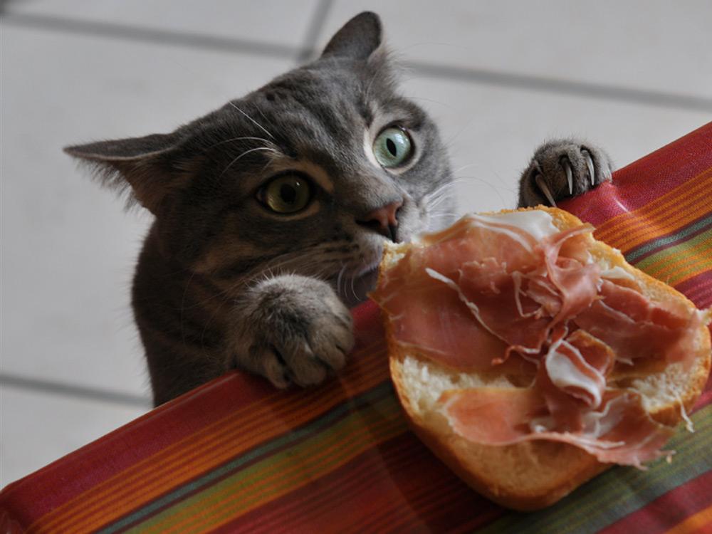 los gatos pueden comer jamon serrano