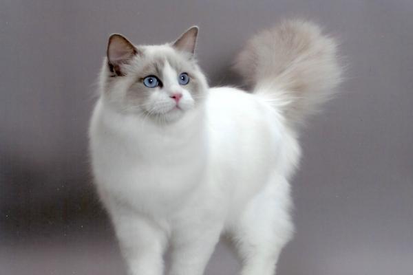 mejor gato para tener en casa