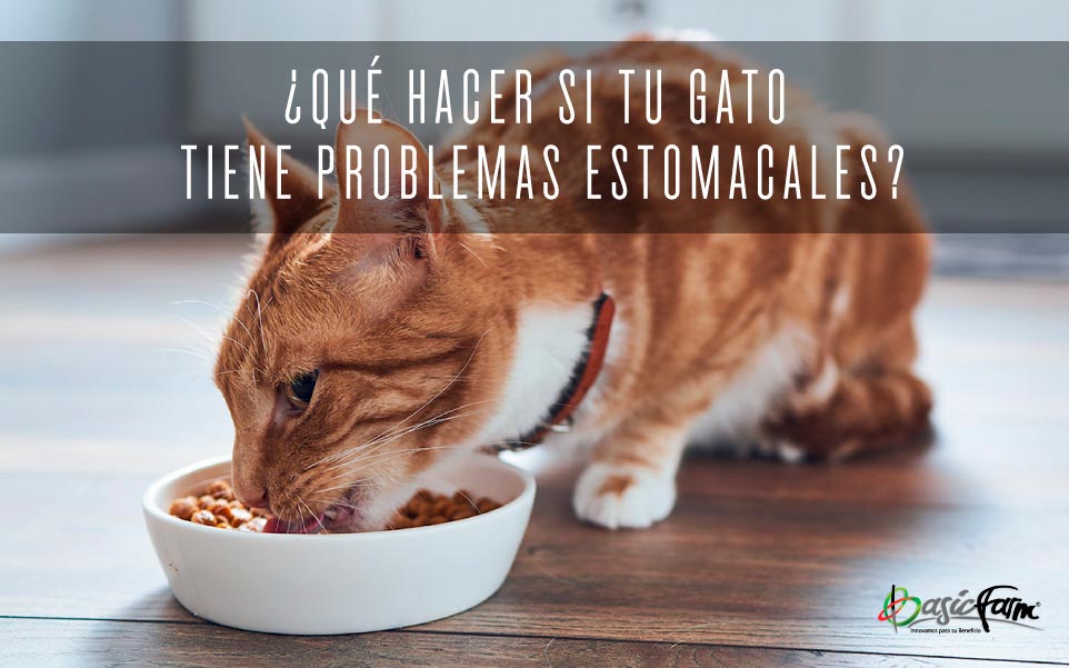 mejor pienso para gatos con problemas digestivos