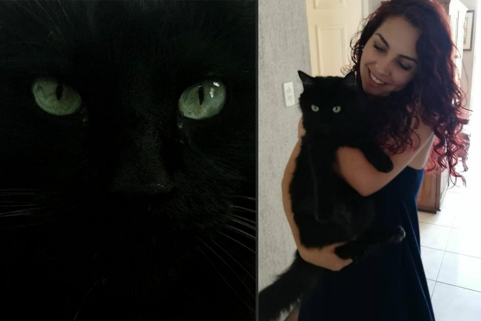 mi gato me muerde por las noches