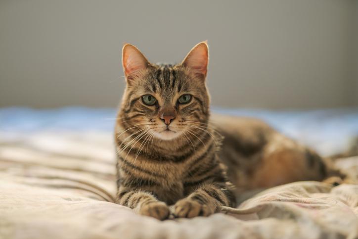 mi gato se mea encima mio