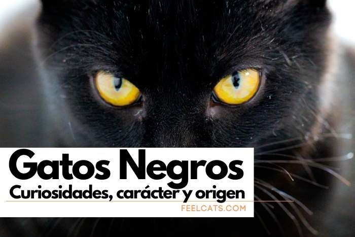 mi gato se pone celoso de otro gato