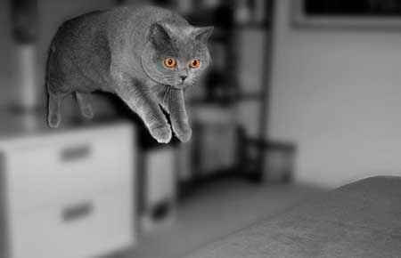 porque mi gato rasca el suelo cuando toma agua
