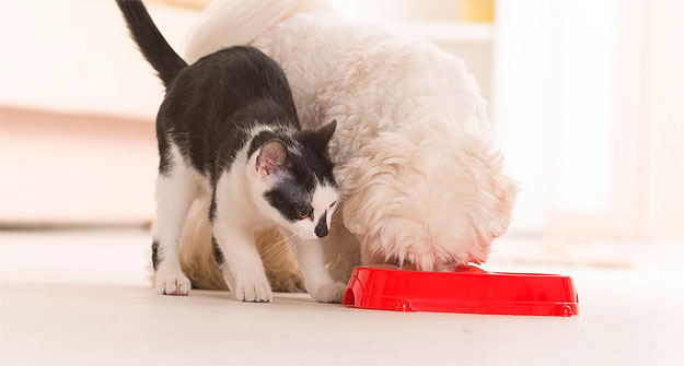 ¿Qué Animales Comen a los Gatos? Descubre la Verdad Aquí 1 que animales se comen a los gatos