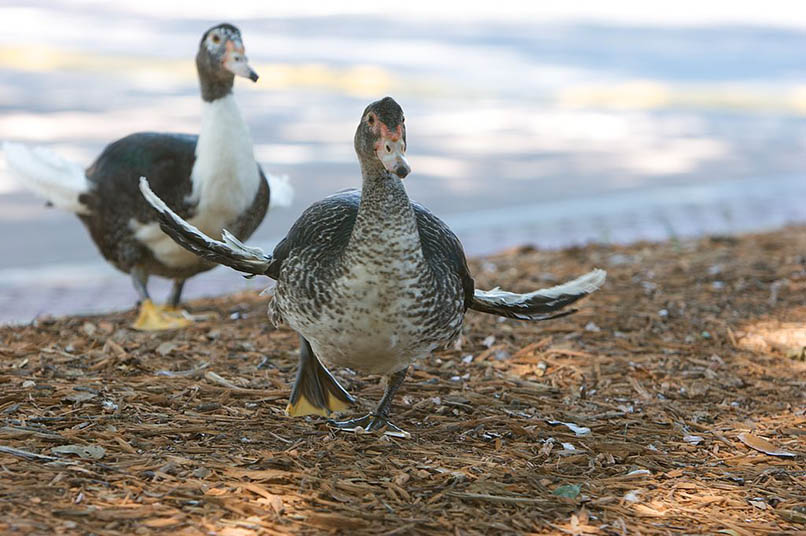 que darles de comer a los patos