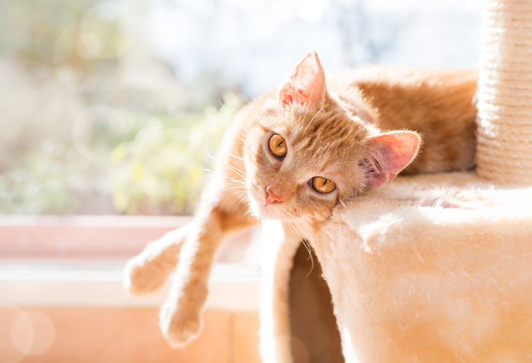 que necesita un gato en casa