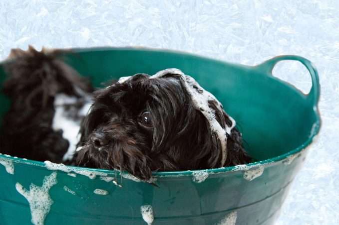 que shampoo usar si mi perro tiene dermatitis
