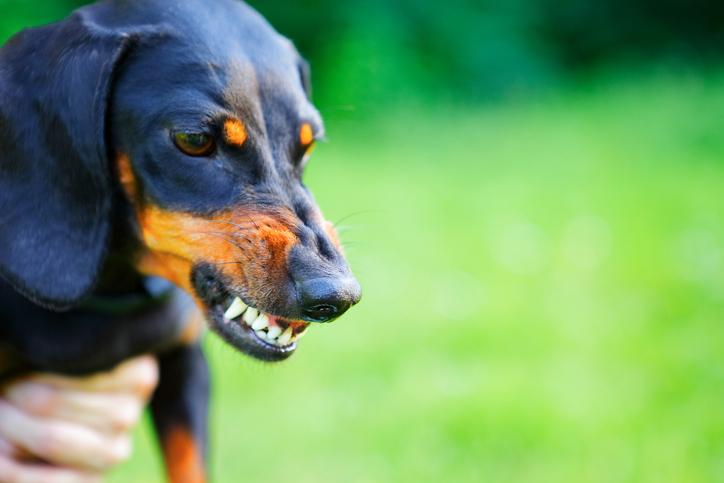 senales de que tu perro te odia