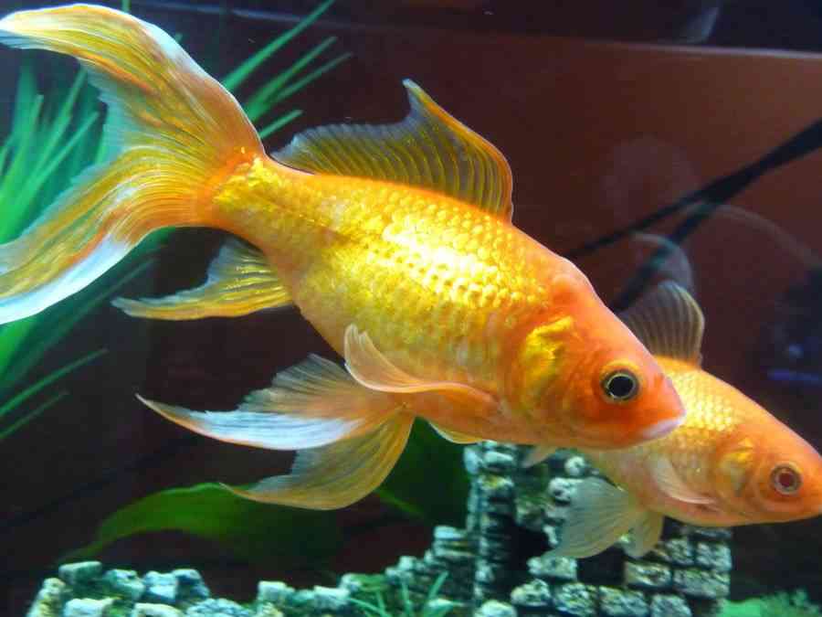 Descubre los efectos del azul de metileno en los peces 1 descubre los efectos del azul de metileno en los peces