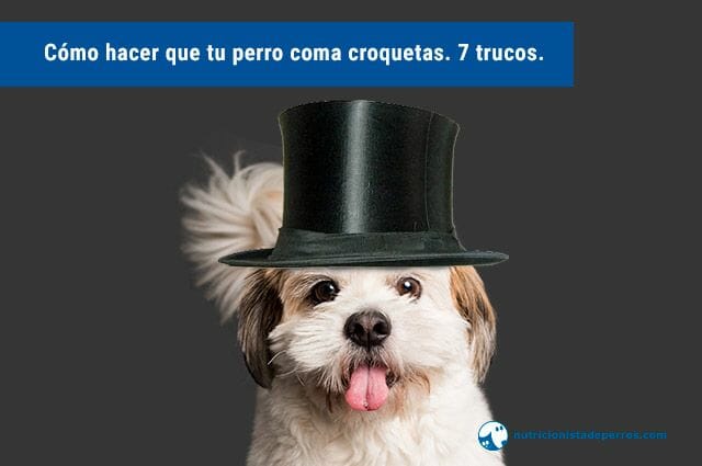 descubre todo sobre el perro mil leches
