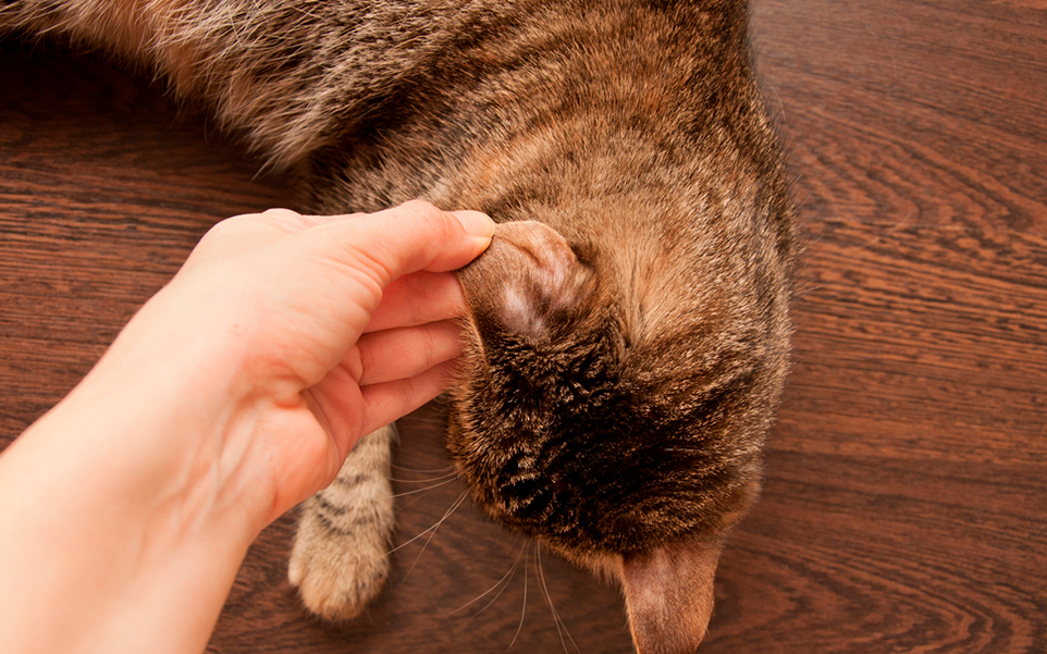 hongos en gatos cuales son los que se transmiten