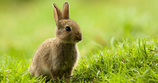 25 nombres geniales para tu hamster macho: encuentra el perfecto 1 25 nombres geniales para tu hamster macho encuentra el perfecto6