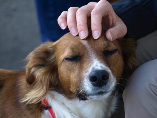 4 Razones por las que tu perro se apoya en la pared: ¡Descubre por qué! 1 4 razones por las que tu perro se apoya en la pared descubre por que65