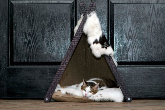 5 adorables disfraces para gato que no podrás resistir 2 5 adorables disfraces para gato que no podras resistir58