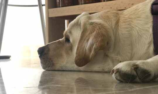 5 consejos clave para tratar un ligamento cruzado roto en perros 2 5 consejos clave para tratar un ligamento cruzado roto en perros99