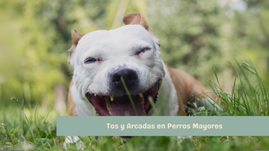 5 consejos para ayudar a tu gato cuando se ahoga: soluciones rápidas y efectivas 1 5 consejos para ayudar a tu gato cuando se ahoga soluciones rapidas y efectivas68