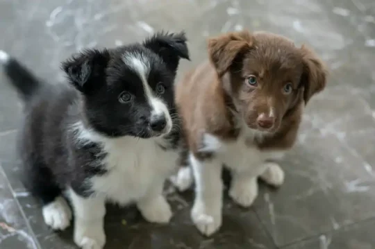 5 consejos para cuidar a los perros collie de pelo largo y mantenerlos sanos 1 5 consejos para cuidar a los perros collie de pelo largo y mantenerlos sanos81