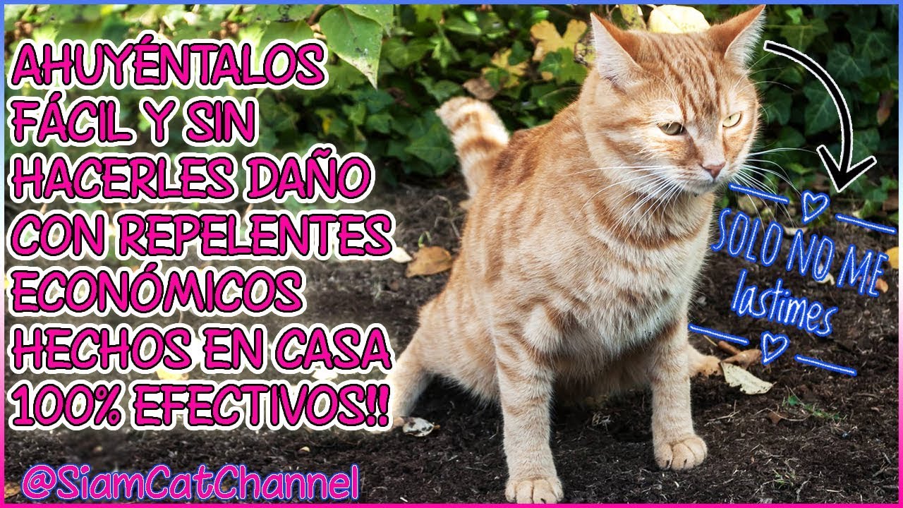 5 consejos para cuidar a tu gato que vive en el jardin