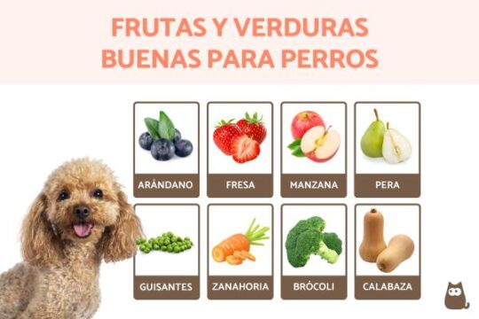 5 consejos para cuidar a tu perrita negrita como un experto veterinario2
